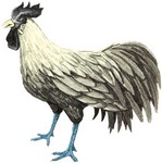 g-rooster.jpg